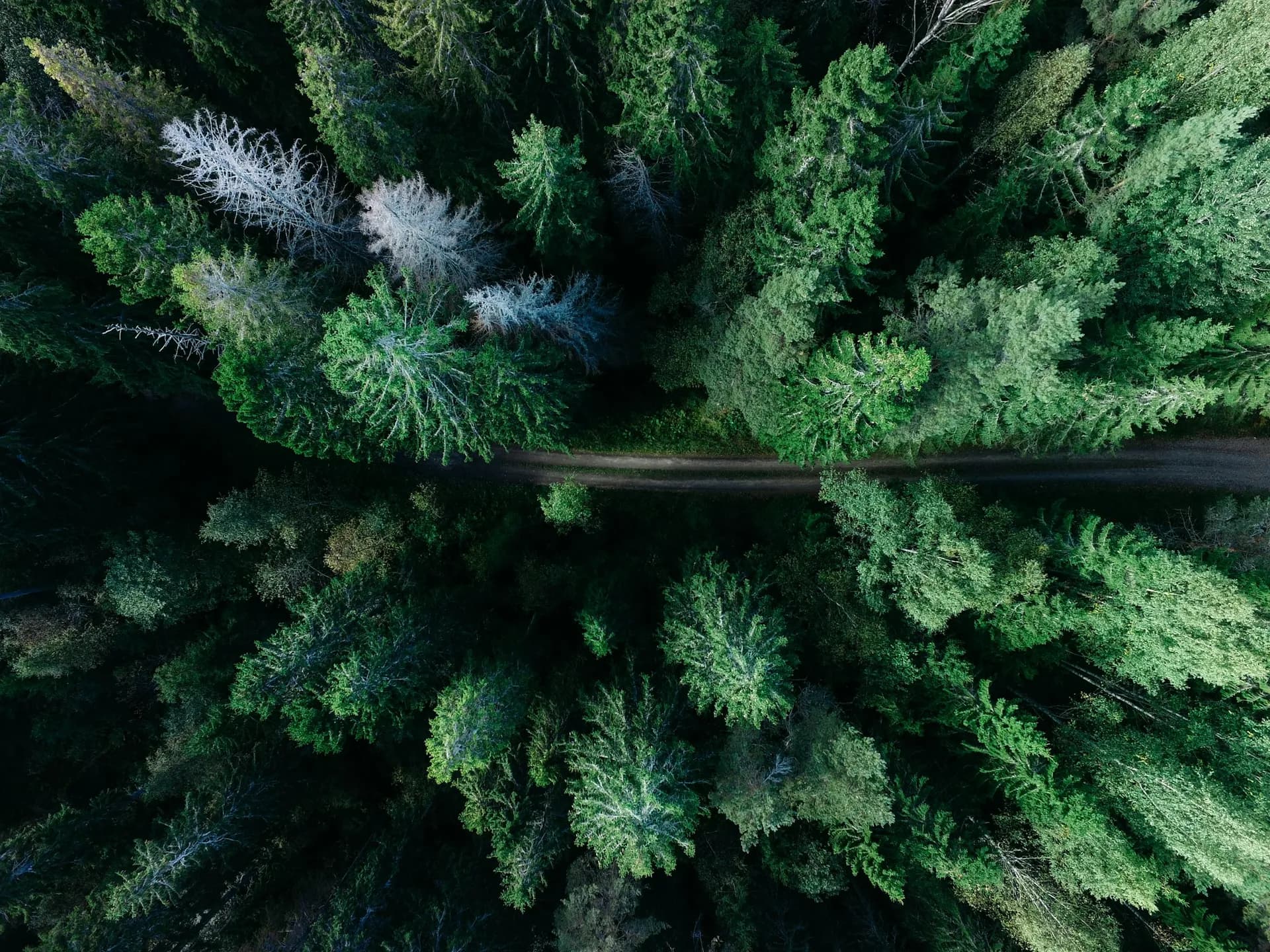 Vista aérea da floresta portuguesa
